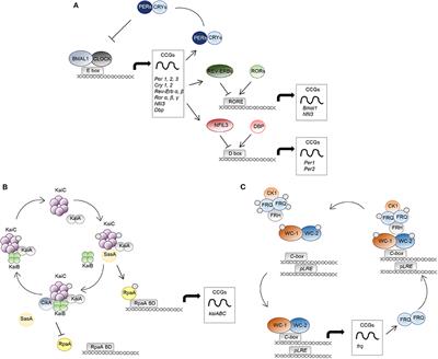 Microbes in the Era of Circadian Medicine